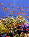 Plastic Ocean Debris Found to Host and Spread Coral-Killing Bacteria