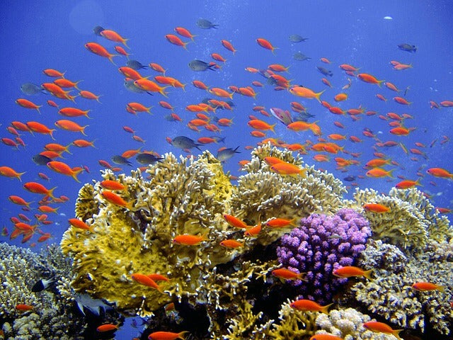 Plastic Ocean Debris Found to Host and Spread Coral-Killing Bacteria