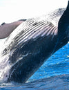 2018: One Year, Two Whales Confirmed Killed by Plastic Pollution