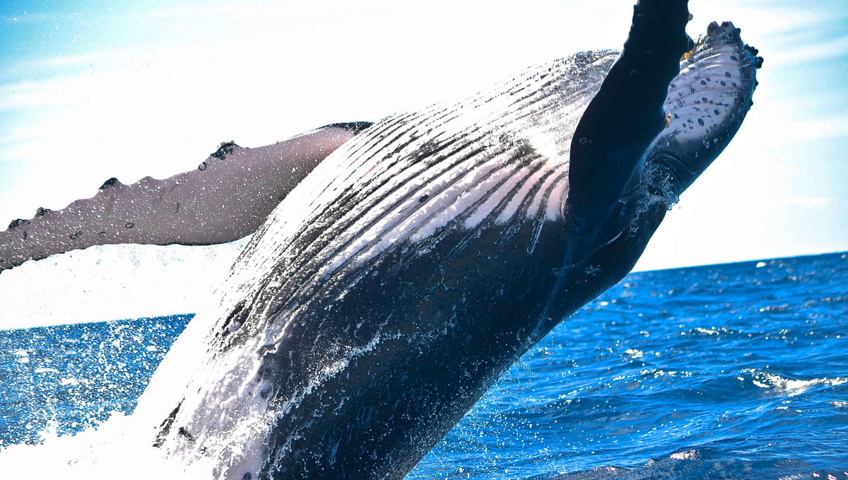 2018: One Year, Two Whales Confirmed Killed by Plastic Pollution