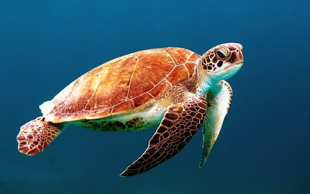 Plastic Particles Raise Mortality Rate for Sea Turtles, Threaten Entire Ecosystem