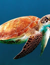Plastic Particles Raise Mortality Rate for Sea Turtles, Threaten Entire Ecosystem